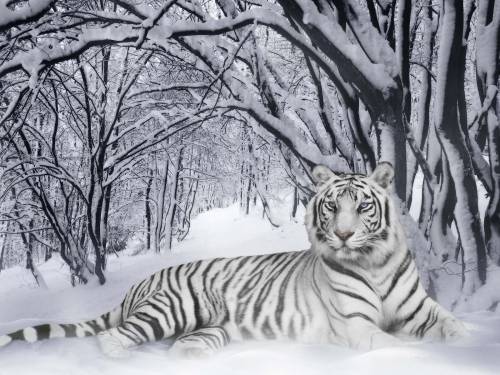 Тигр на снегу - Животные