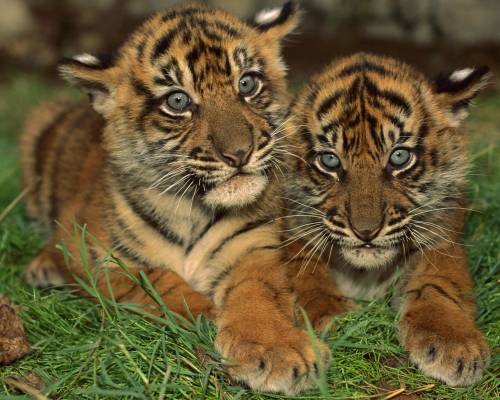 Фото тигрята - Животные