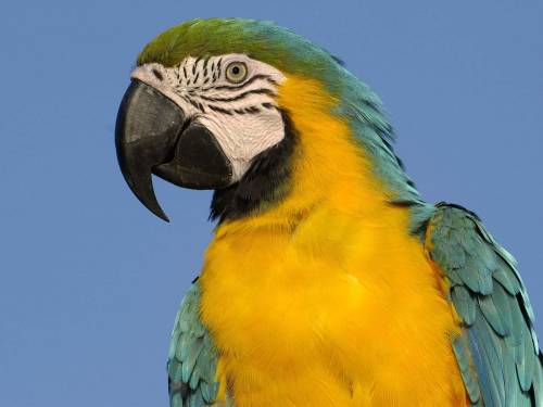 Попугай какаду на фото - Животные