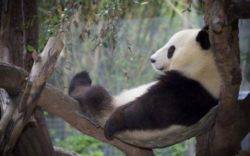 Дерево, отдых, панда - Животные
