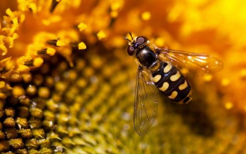 Фото пчелы на цвете - Животные