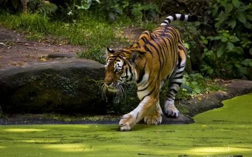 Тигр, интерес, пруд - Животные