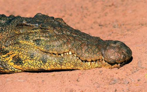 Голова крокодила - Животные