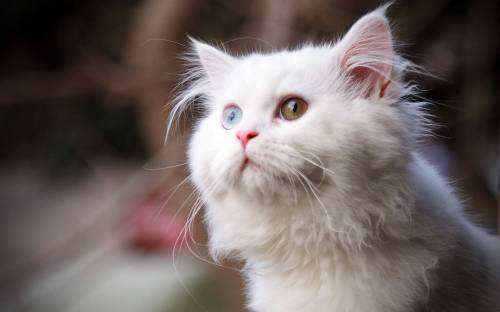 Белая пушистая кошка - Животные