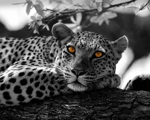 Фото красивый леопард - Животные