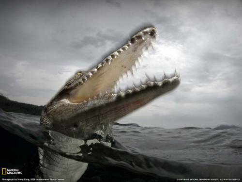 Страшный крокодил - Животные