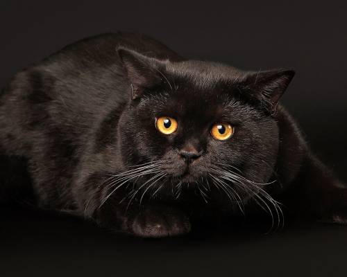 Большой черный кот - Животные
