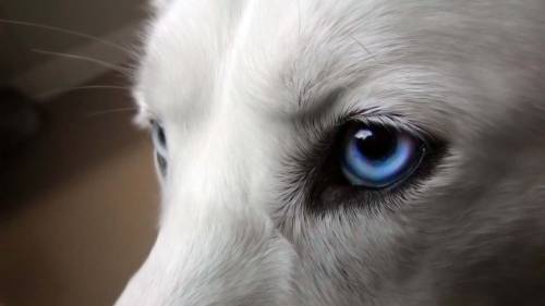 Белая собака с голубыми глазами - Животные