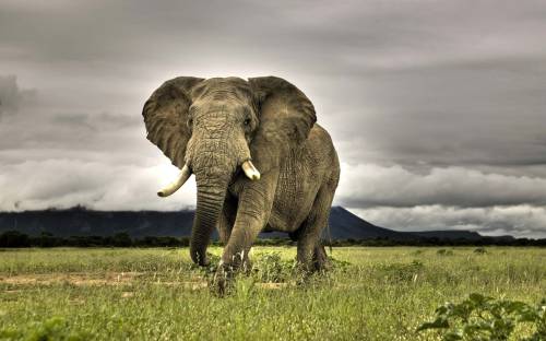 Большой слон с клыками - Животные