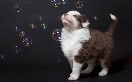 Собака играет с пузырями - Животные