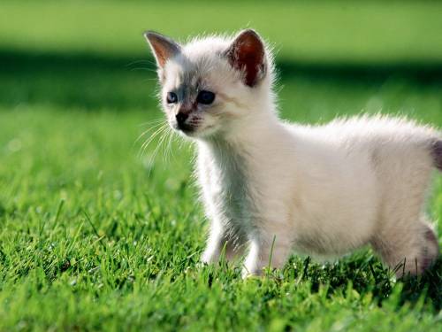 Белый котенок - Животные