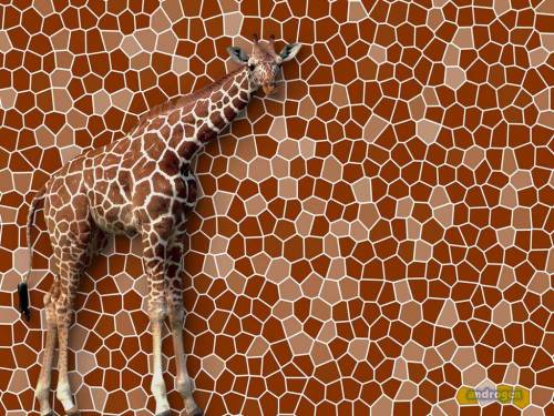 Прикольный жираф - Животные