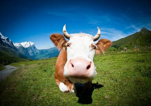 Швейцария, корова, прикольная - Животные