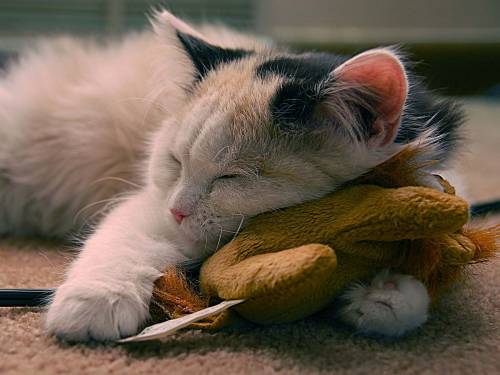Спящая кошка - Животные