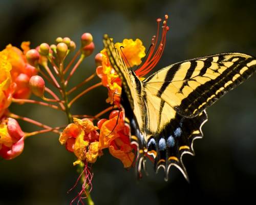 Бабочка, цветок, природа - Животные