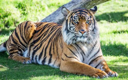 Хищник, отдых, тигр - Животные