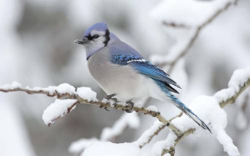 Синий снегирь - Животные