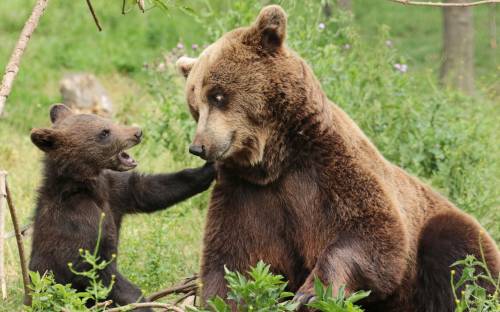 Медведица и медвежонок - Животные