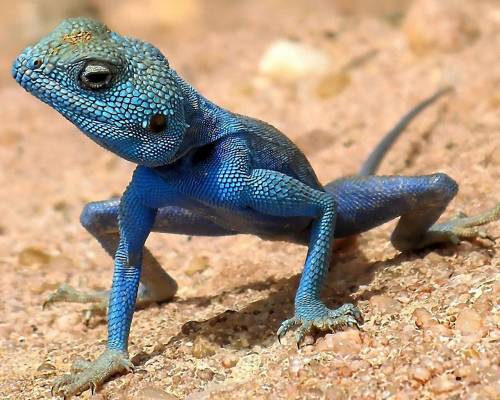Синяя ящерица - Животные