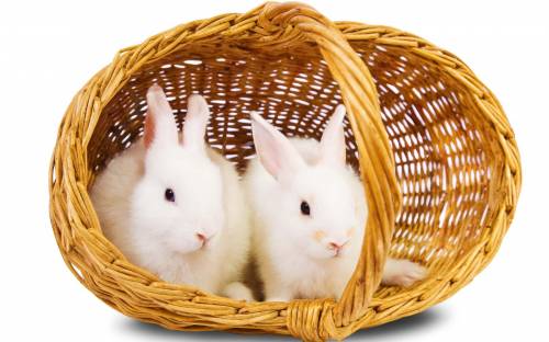 Кролики в корзинке - Животные