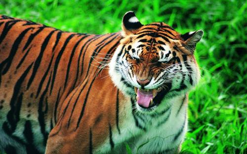 Злобный тигр - Животные
