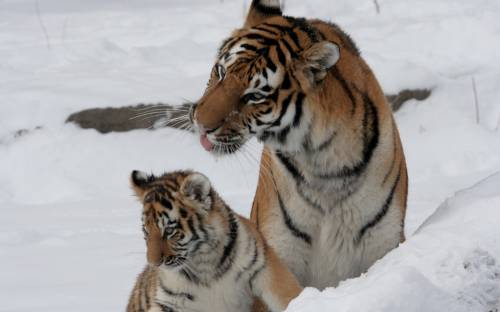 Тигр, мама, тигренок - Животные