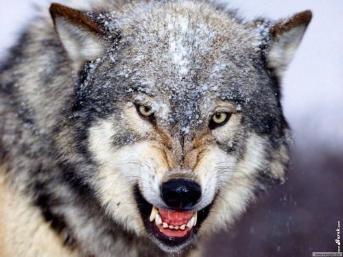 Злой волк фото - Животные