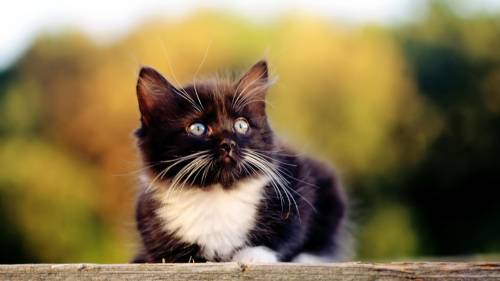 Черненький котенок, пушистик - Животные