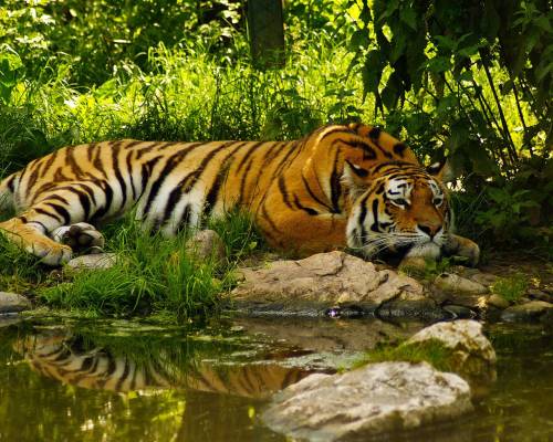 Пруд, тигр, вода, умиротворение - Животные
