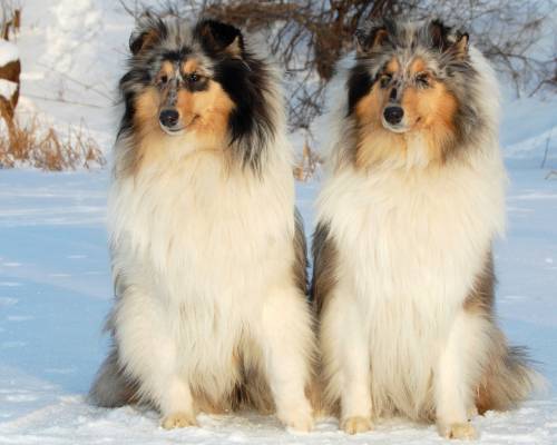 Зима, собаки, колли - Животные