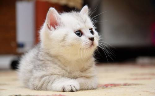 Прикольный беленький котенок - Животные