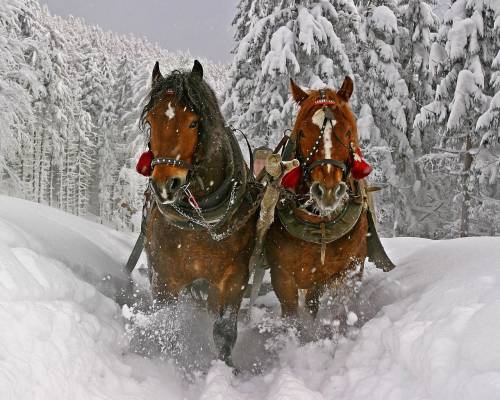 Лошади, зима, снег - Животные