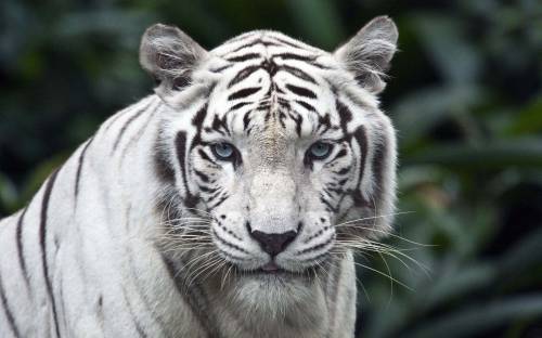 Фото белого тигра - Животные