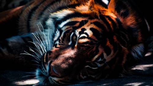 Тигр - Животные