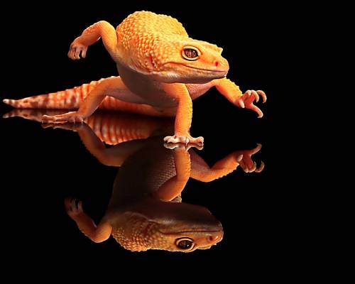 Оранжевая ящерица - Животные