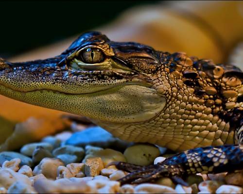 Фото крокодильчик - Животные