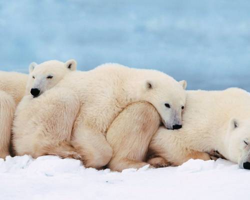 Медведи на снегу - Животные