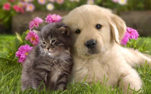 Фото котенка и щенка - Животные