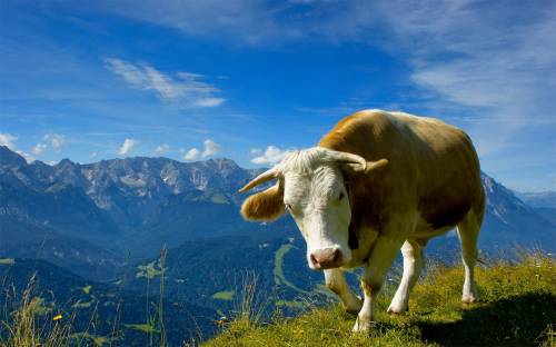 Корова в горах - Животные