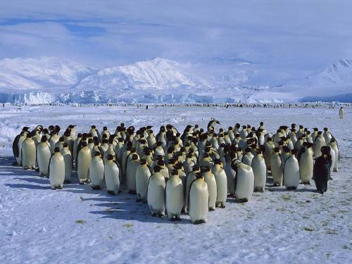 Много пингвинов - Животные