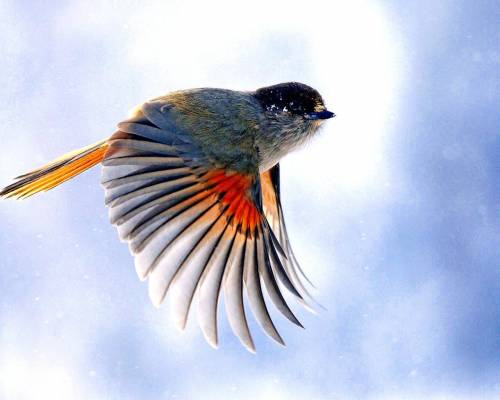 Летящая птица - Животные