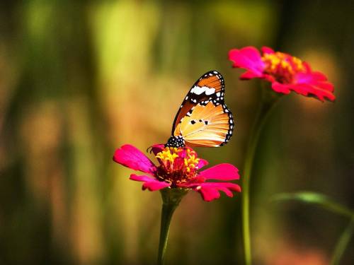 Фото бабочка на цветке - Животные