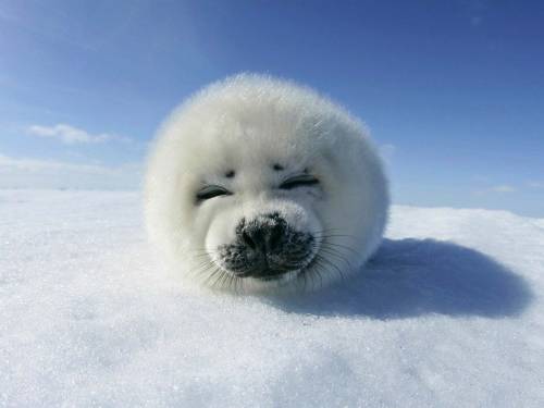 Белый тюлень - Животные