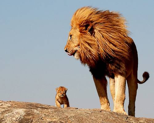 Красивый лев и львенок - Животные