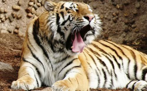 Большая пасть тигра - Животные