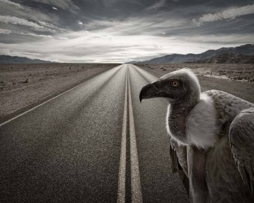 Фото стервятник на дороге - Животные