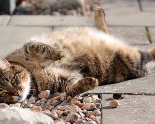 Кот лежит на дороге - Животные