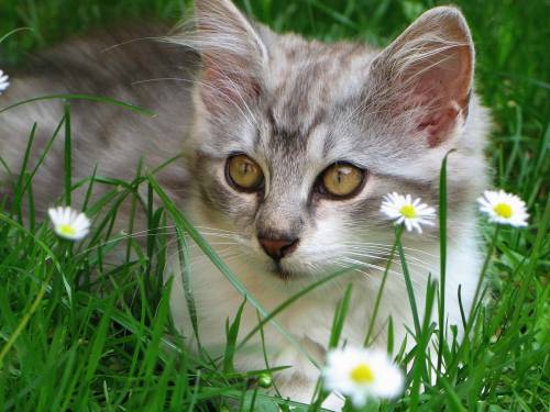 Кошка на траве - Животные