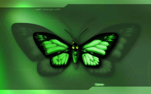 Зеленая бабочка - Животные