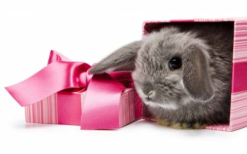 Подарочный кролик - Животные